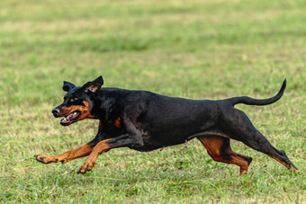 杜宾犬狗运行<strong>追逐追逐</strong>吸引场