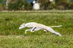 鞭子短跑运动员狗运行追逐场