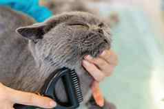 英国短毛猫刷牙专业美容师