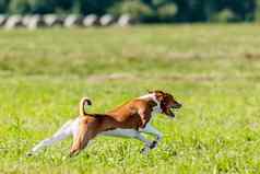 巴辛吉狗吸引追逐竞争绿色场