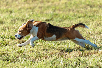 小猎犬号狗运行追逐追逐吸引场