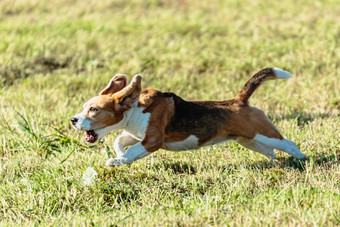 小猎犬号狗运行追逐追逐吸引场