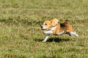 小猎犬号狗运行<strong>追逐追逐</strong>吸引场