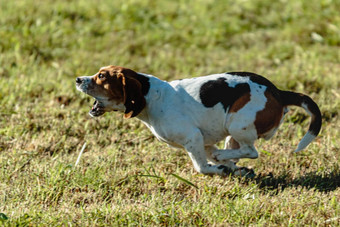 小猎犬号狗运行<strong>追逐追逐</strong>吸引场