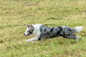 边境牧羊犬狗运行<strong>追逐追逐</strong>吸引场