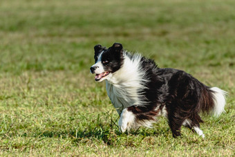 边境牧羊犬狗运行追逐追逐吸引场