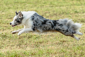 边境牧羊犬狗运行追逐追逐吸引场