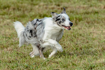 边境牧羊犬狗运行追逐追逐吸引场