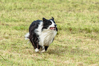 边境牧羊犬狗运行追逐追逐吸引场