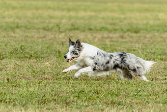 边境牧羊犬狗运行追逐追逐吸引场