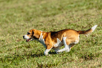 小猎犬号狗运行追逐追逐吸引场