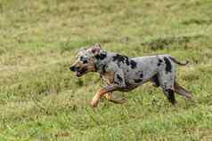 catahoula豹狗运行追逐吸引场