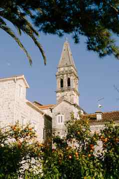 普通话树成长前面教堂尼古拉斯黑山共和国