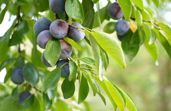 关闭李子成熟的分支成熟的李子树分支果园视图新鲜的有机水果绿色叶子李子树分支水果花园