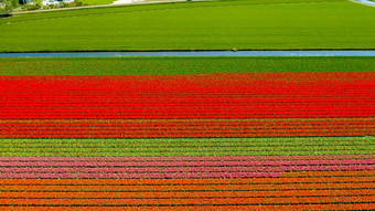 空中视图郁金香字段春天荷兰荷兰