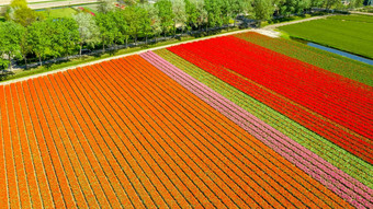 空中视图郁金香字段春天荷兰荷兰