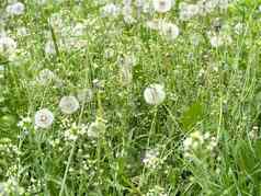 场年轻的草很多蒲公英种子草地蒲公英春天自然概念