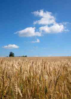 全景图像玉米场蓝色的天空
