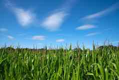 全景图像玉米场蓝色的天空