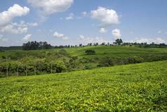 茶字段乌干达