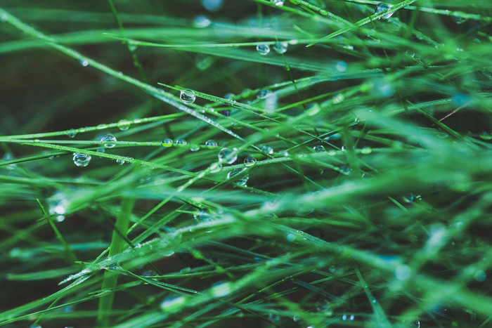 新鲜的绿色草露水滴背景