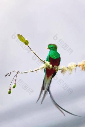 华丽的quetzalpharomachrus莫辛诺三杰<strong>拉尔多</strong>队伍野生动物观鸟科斯塔黎加