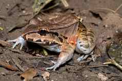 野蛮人thin-toed青蛙钩端趾趾萨瓦吉carara国家公园tarcoles科斯塔黎加野生动物