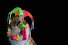 肖像粗糙的牧羊犬丑角他夏威夷项链马拉卡狂欢节