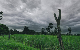 绿色大米帕迪场有倒钩的线栅栏木波兰狂风暴雨的天空大米农场亚洲绿色帕迪场景观农业农场农业区域大米农场多雨的季节