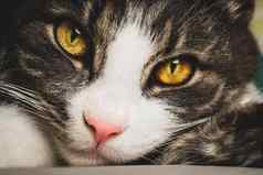 特写镜头可爱的虎斑猫脸大绿色眼睛粉红色的鼻子