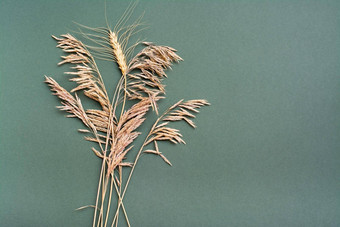耳朵小麦干草绿色背景身份概念