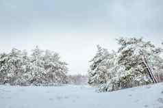 一年树冬天森林美丽的冬天景观雪覆盖树树覆盖白霜雪美丽的冬天景观白雪覆盖的树分支