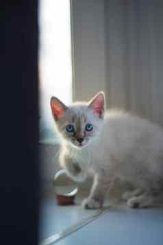 小猫布偶猫品种泰国白色颜色灰动物的鼻口蓝色的眼睛