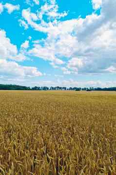 成熟的黄色的场小麦大麦阳光明媚的夏天一天农村景观