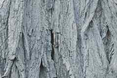 灰色的背景树干树皮树纹理树