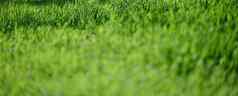 草坪上绿色郁郁葱葱的草公园春天一天班纳