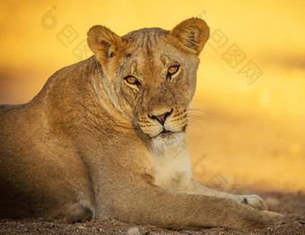 神奇的的地方喀拉哈里沙漠野生动物图片