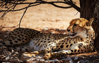 美丽的的地方喀拉哈里沙漠野生动物图片