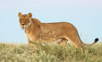 美丽的的地方喀拉哈里沙漠野生动物图片