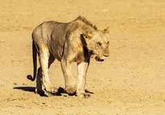 美丽的图片喀拉哈里沙漠野生动物图片