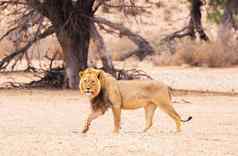 美丽的图片喀拉哈里沙漠野生动物图片