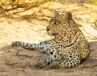 喀拉哈里沙漠野生动物图片