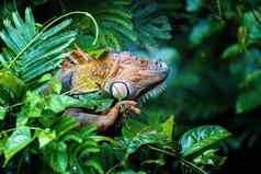 绿色鬣蜥鬣蜥鬣蜥托尔图格罗科斯塔黎加野生动物