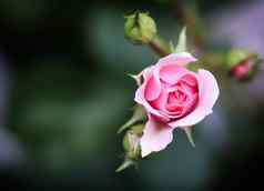 粉红色的玫瑰博尼卡花园完美的背景问候卡片生日情人节一天母亲的一天
