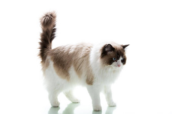美丽的成人毛茸茸的布偶猫猫白色背景