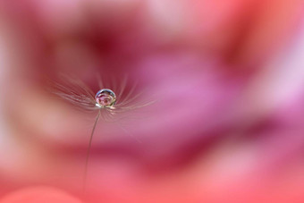 美丽的自然背景花艺术设计摘要宏摄影柔和的花蒲公英花粉红色的背景