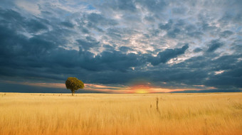 美丽的宁静的自然背景令人惊异的农村场景艺术设计有创意的摄影概念上的照片幻想艺术艺术壁纸黄色的颜色金小麦场日落