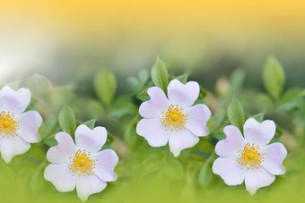 美丽的绿色自然背景花艺术设计摘要宏摄影色彩斑斓的花盛开的春天花有创意的艺术壁纸