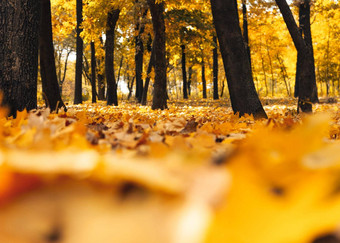 秋天阳光明媚的景观路黄色的<strong>森林</strong>秋天公园树下降秋天叶子地面公园阳光明媚的10月一天<strong>模板</strong>设计