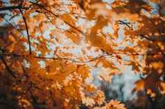 美丽的秋天叶子黄色的橡木特写镜头秋天景观背景秋天摘要背景黄金橡木秋天自然森林背景设计